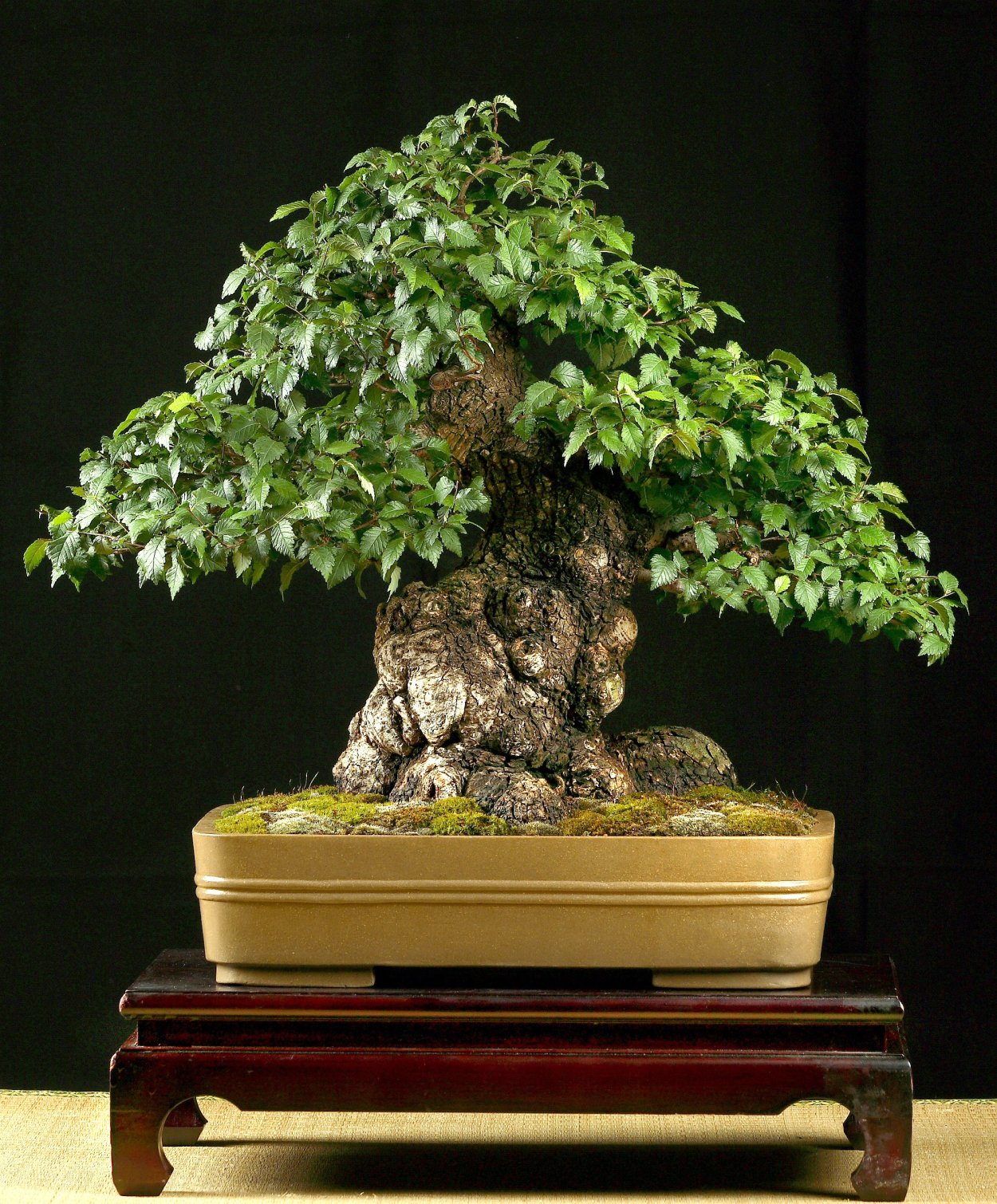 Манго пахучее