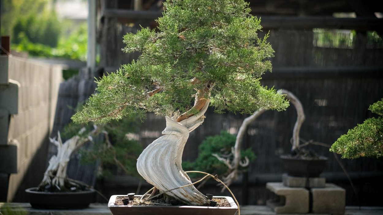 Дефонтения (Desfontainia) бонсай