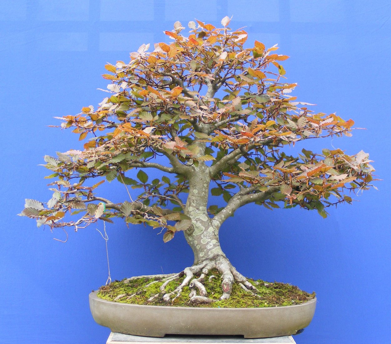 Манго бонсай из косточки