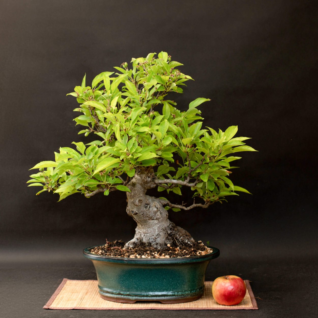 Авокадо растение бонсай