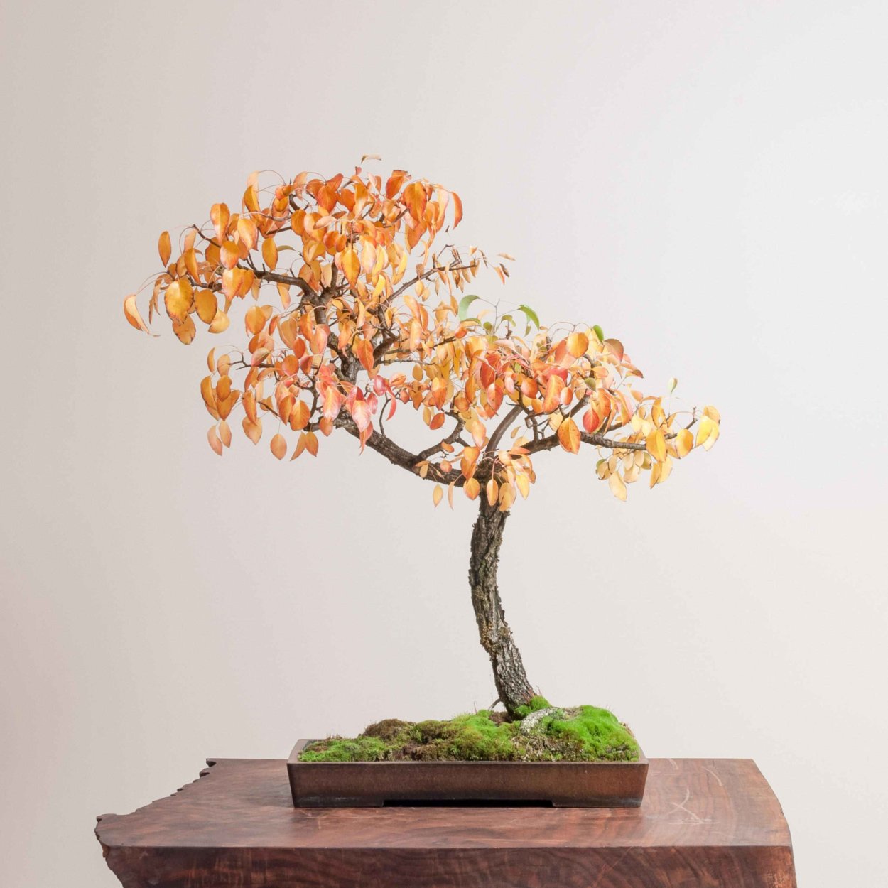 Карамбола бонсай