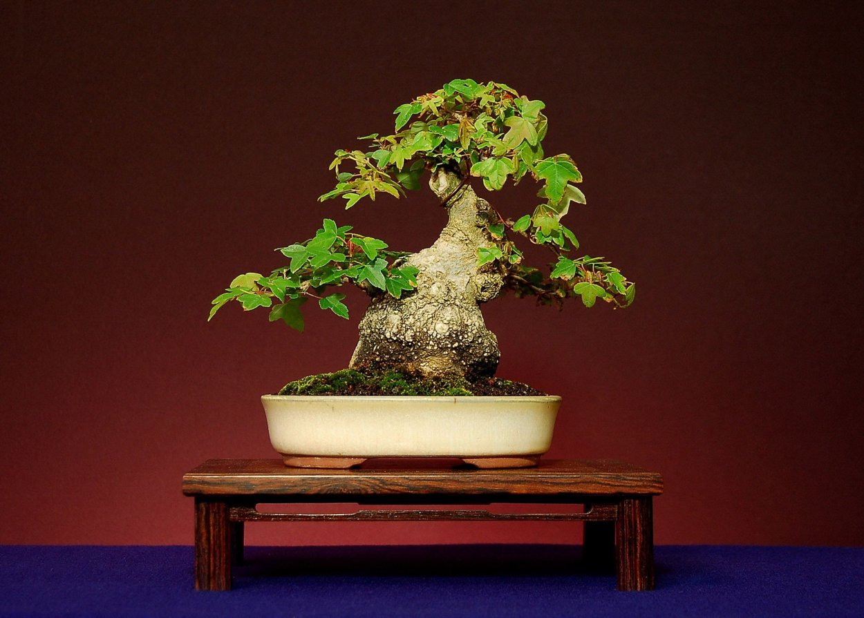 Бонсай ёсэ УЭ