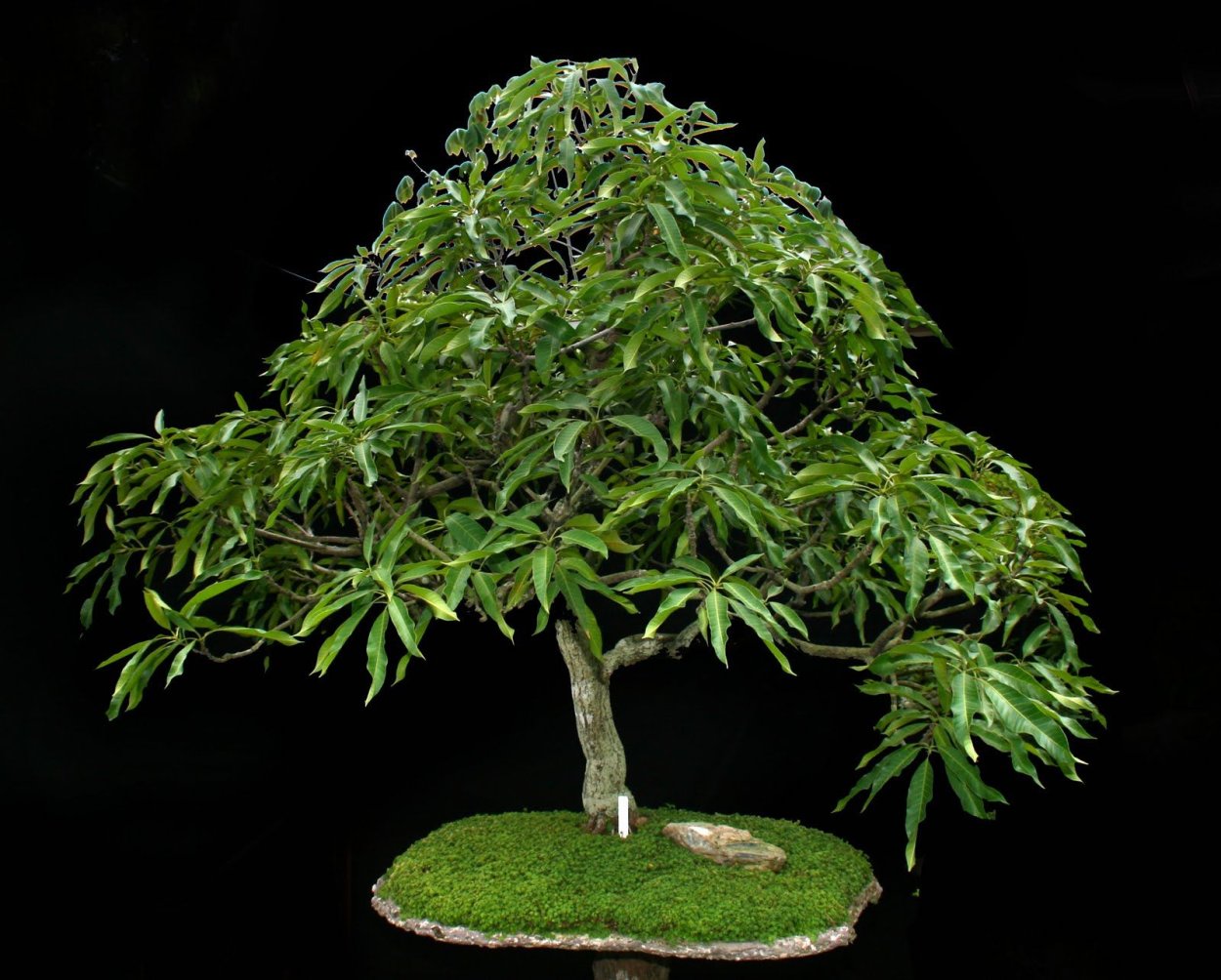 Манго дерево бонсай