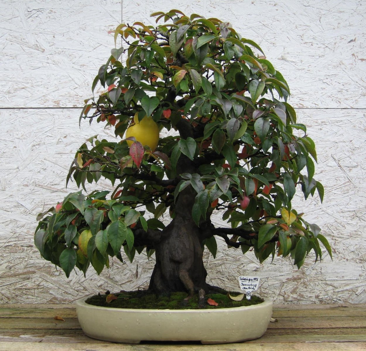 Бонсай из лещины