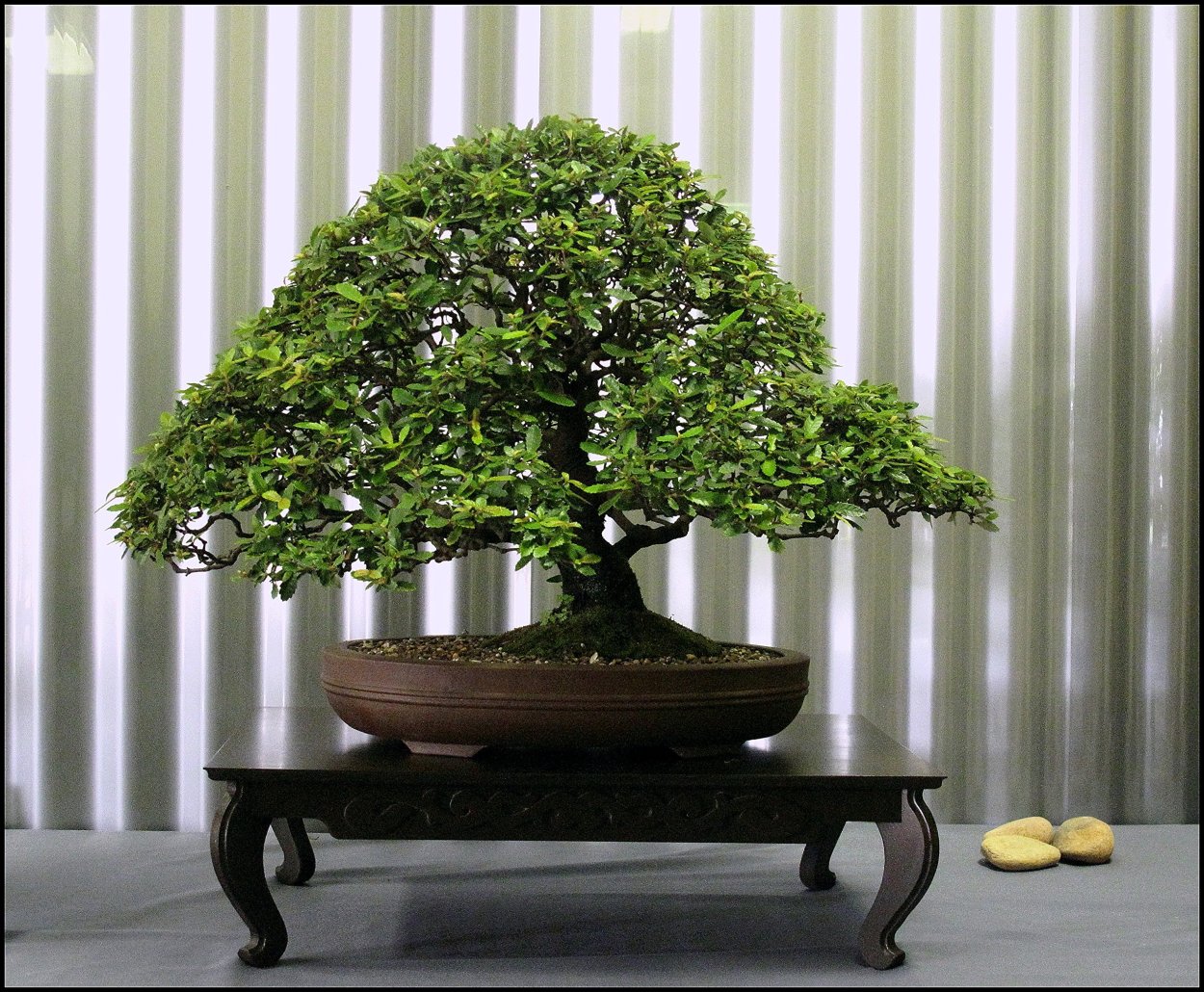 Бонсай фукинагаси гинкго