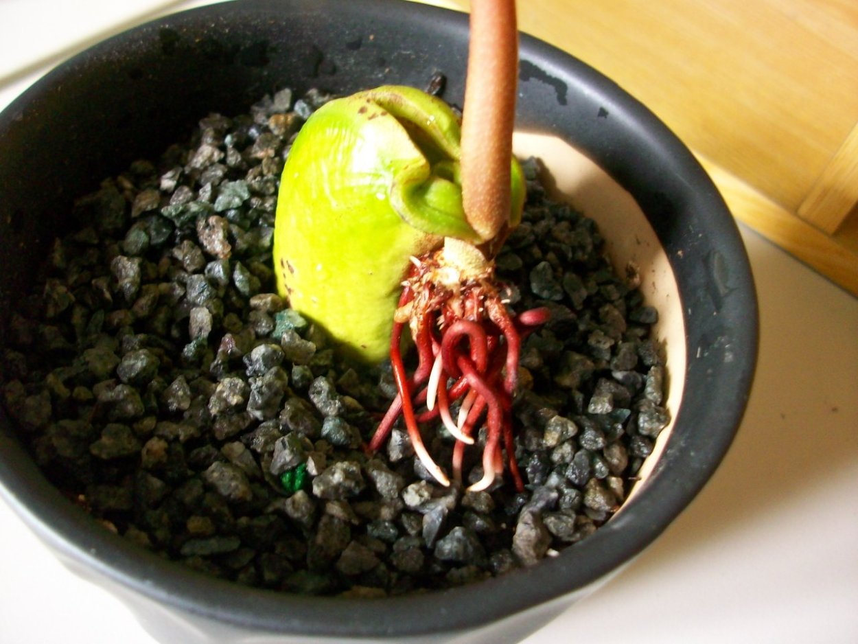 Хоризия великолепная бонсай