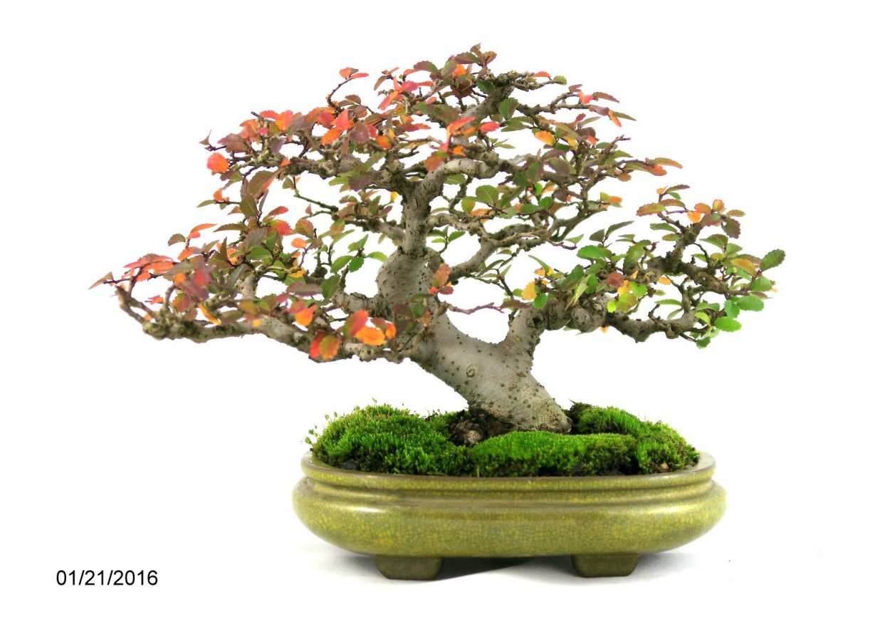 Питанга бонсай