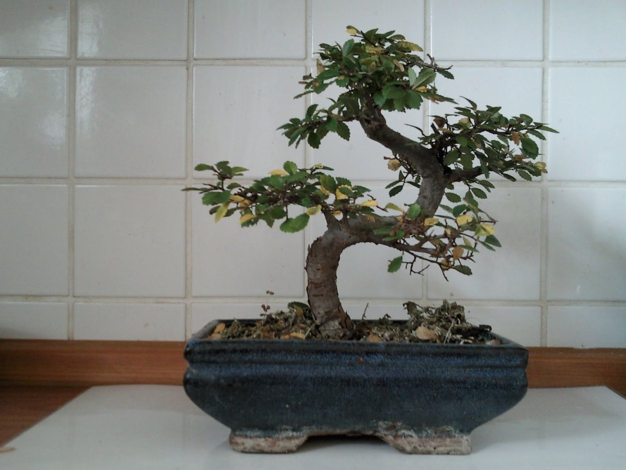 Фейхоа бонсай