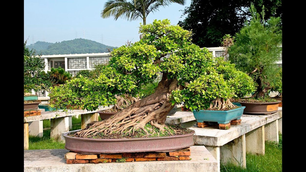 Бонсай для начинающих