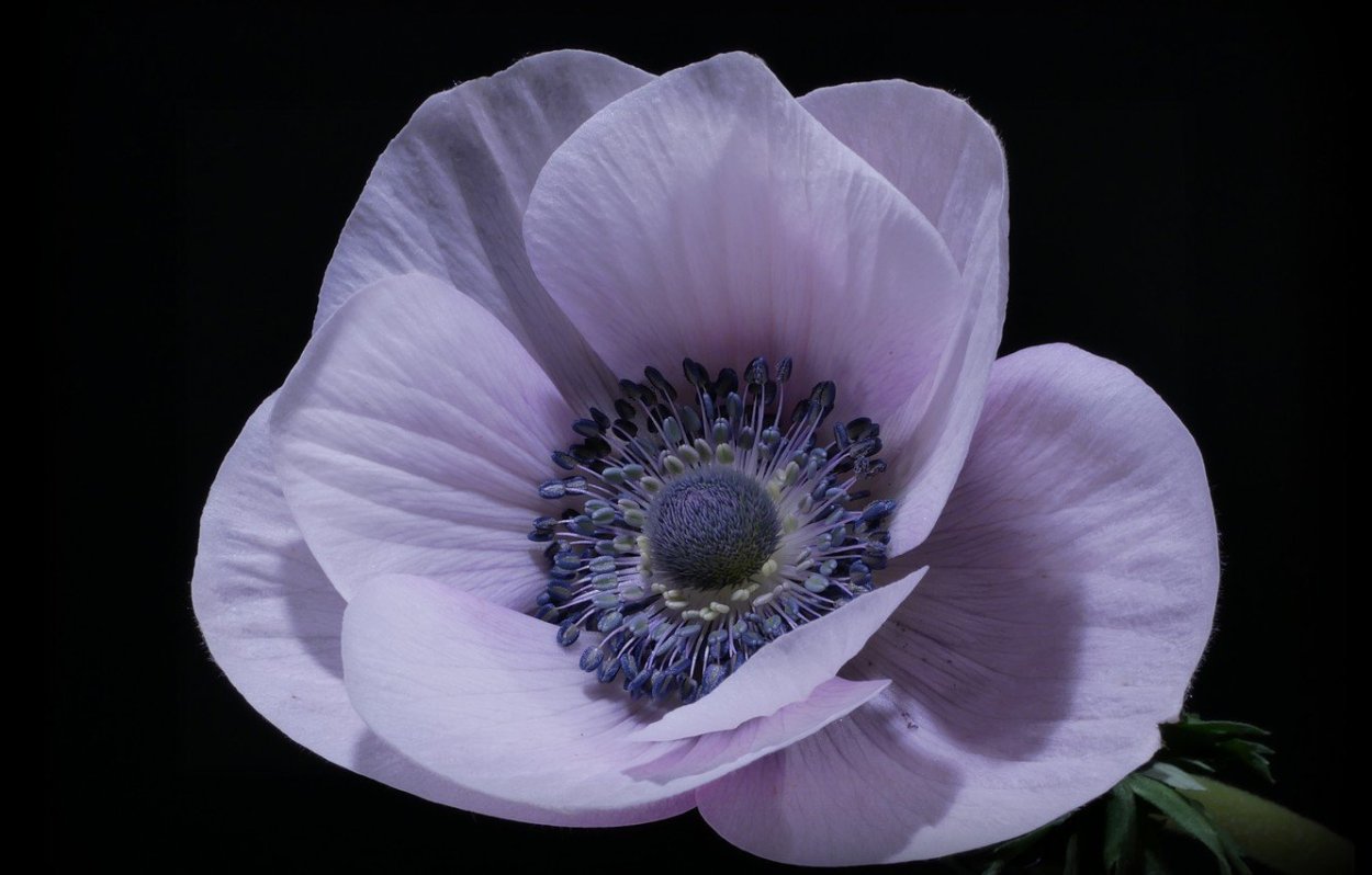 Фаленопсис Mosella