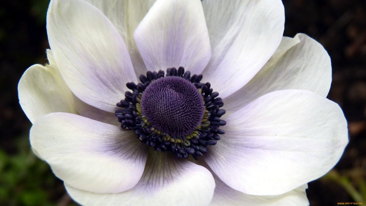 Мелколепестник сентябринки