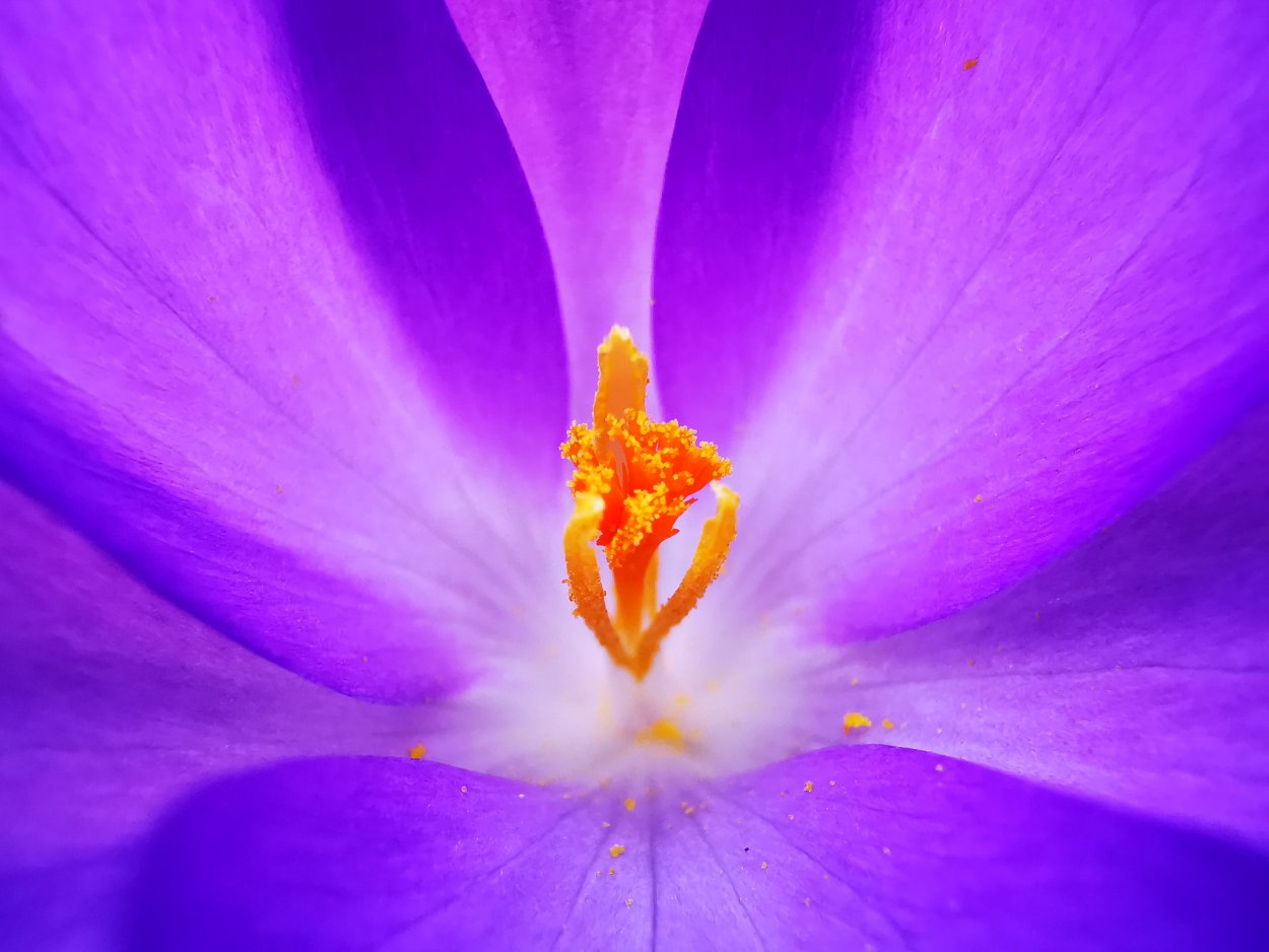 Анемона Anemone Fantasy Belle