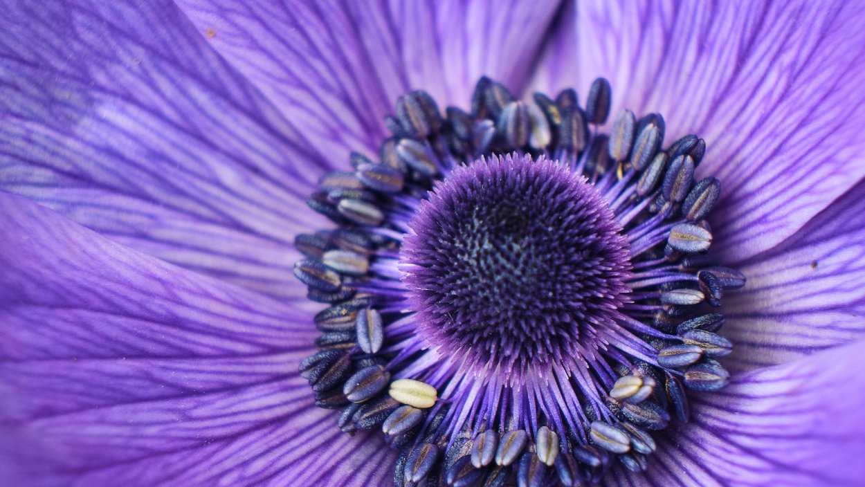 Флокс Никки Nicky