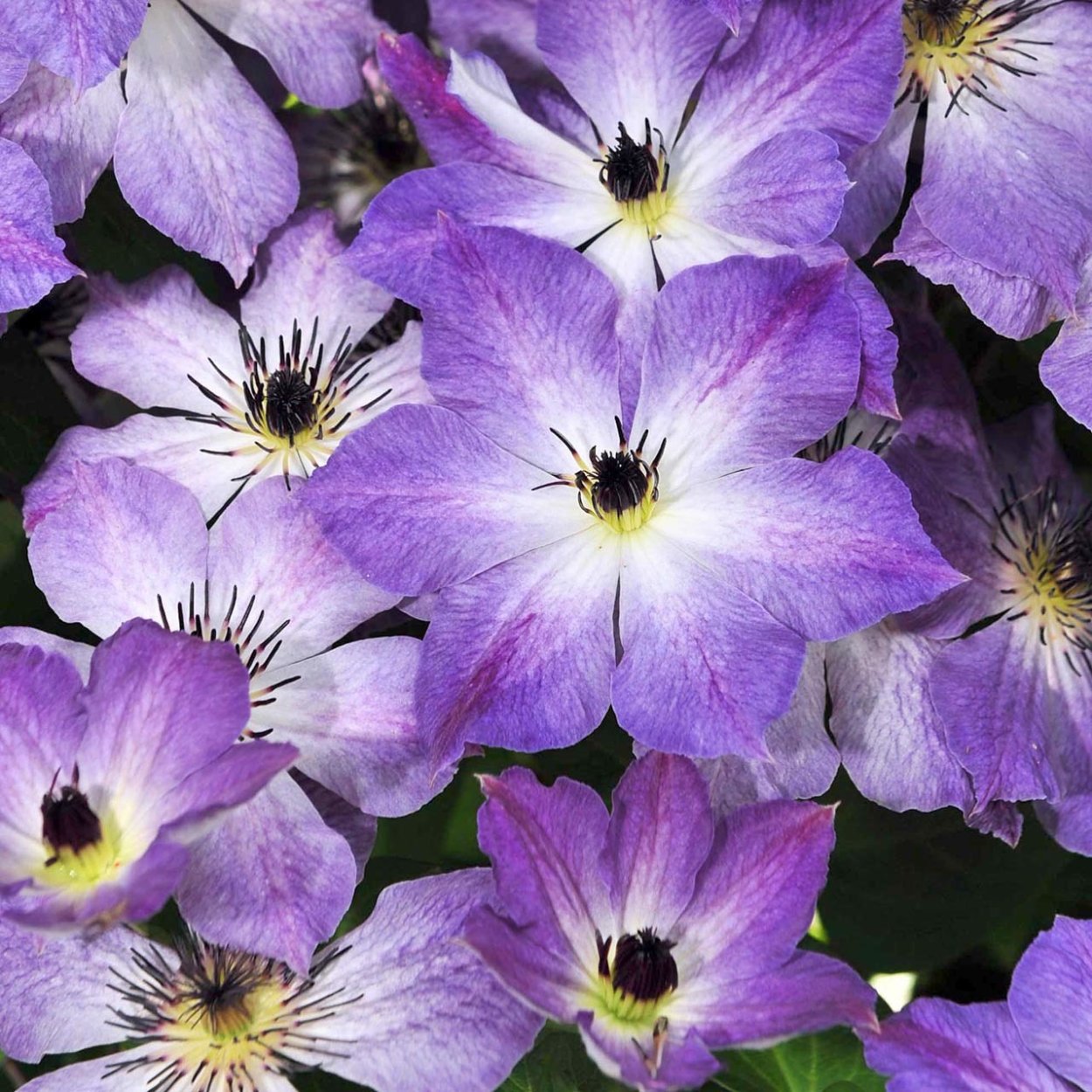 Белая Ромашка с фиолетовой серединкой