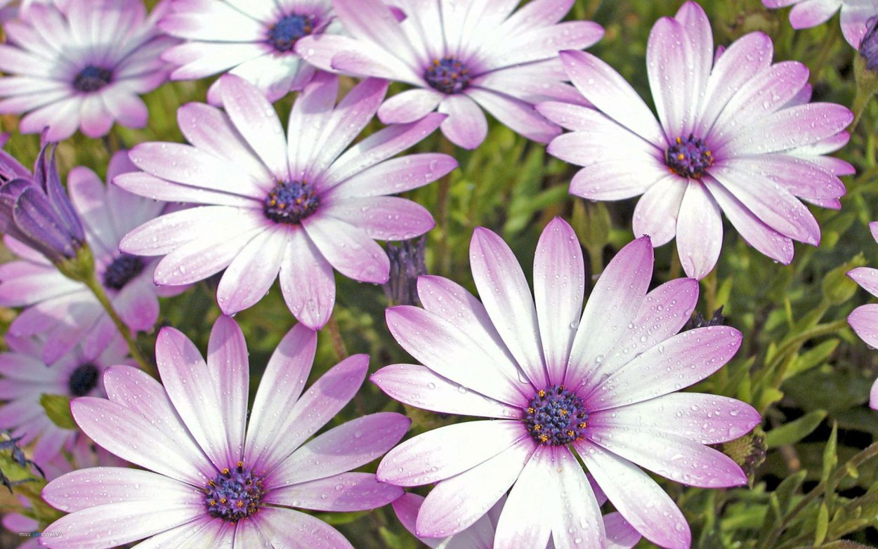 Бело фиолетовые цветы