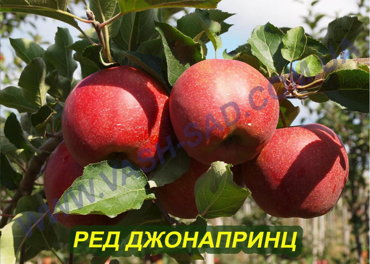 Яблоня ред Чиф