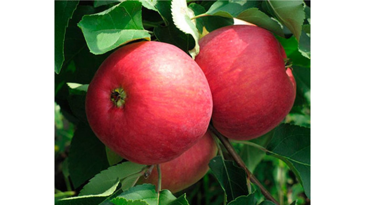 Сорт яблок ред Кэтти