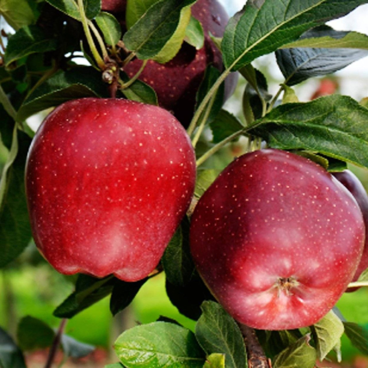 Яблоня красное раннее
