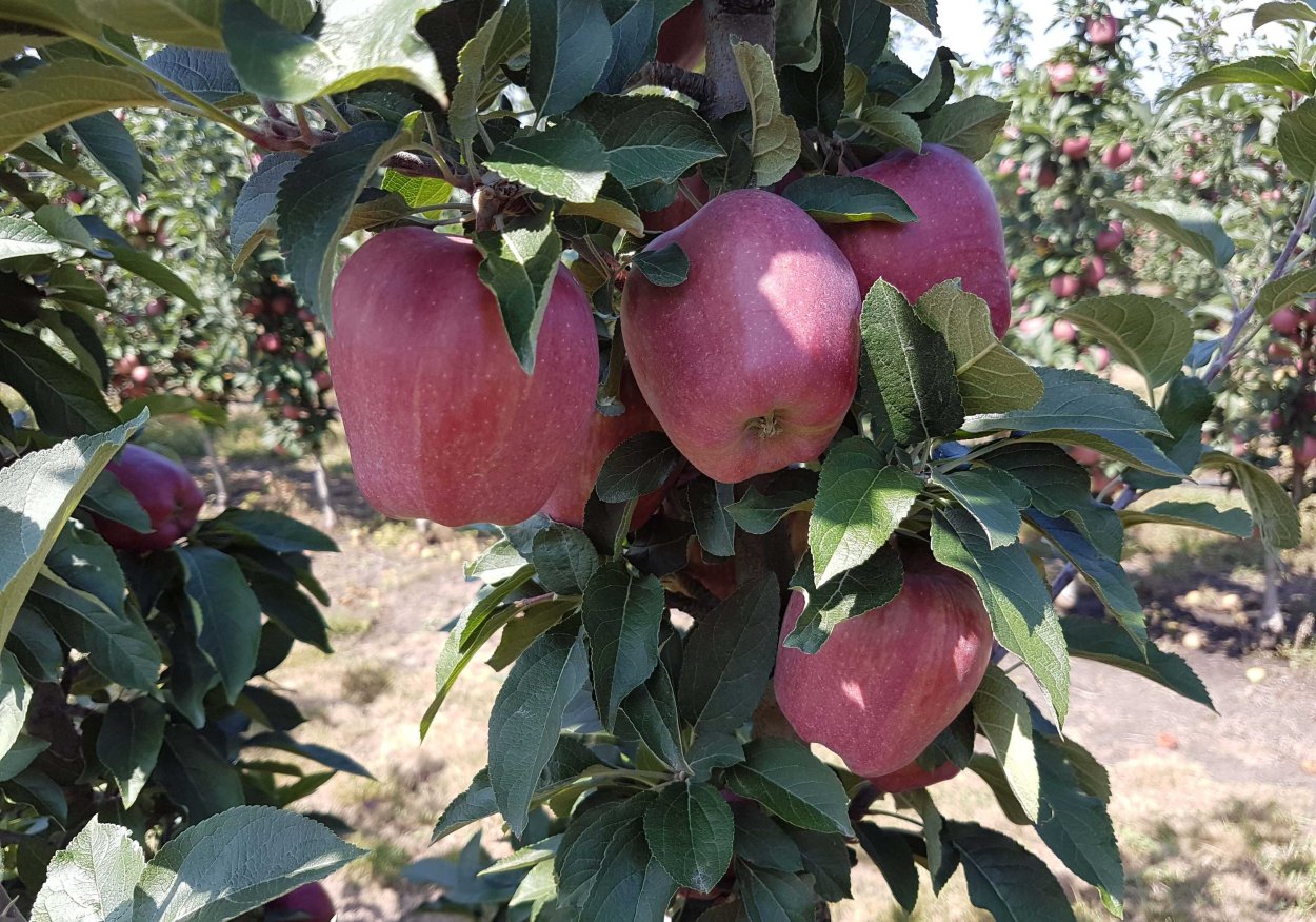Яблоня 'Скарлет', Malus 'Scarlet',