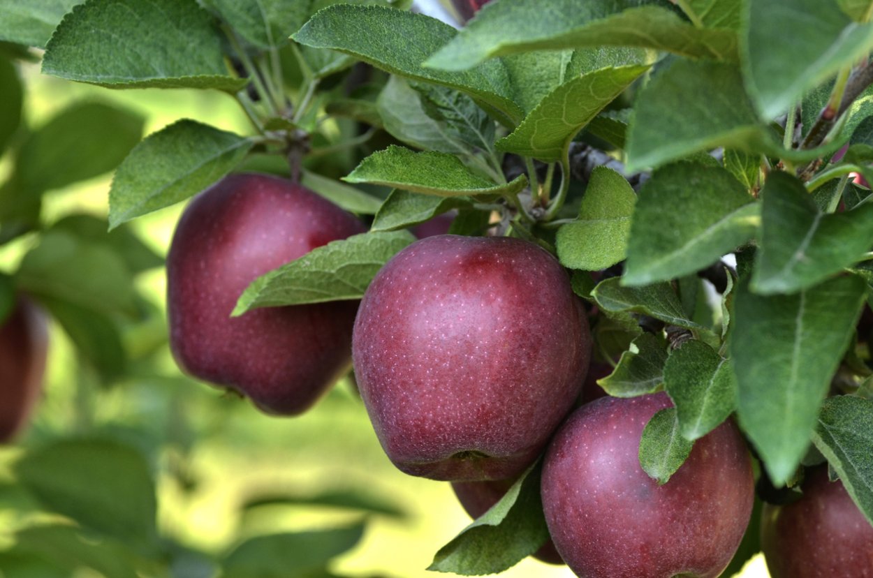 Яблоня ред Делишес дерево