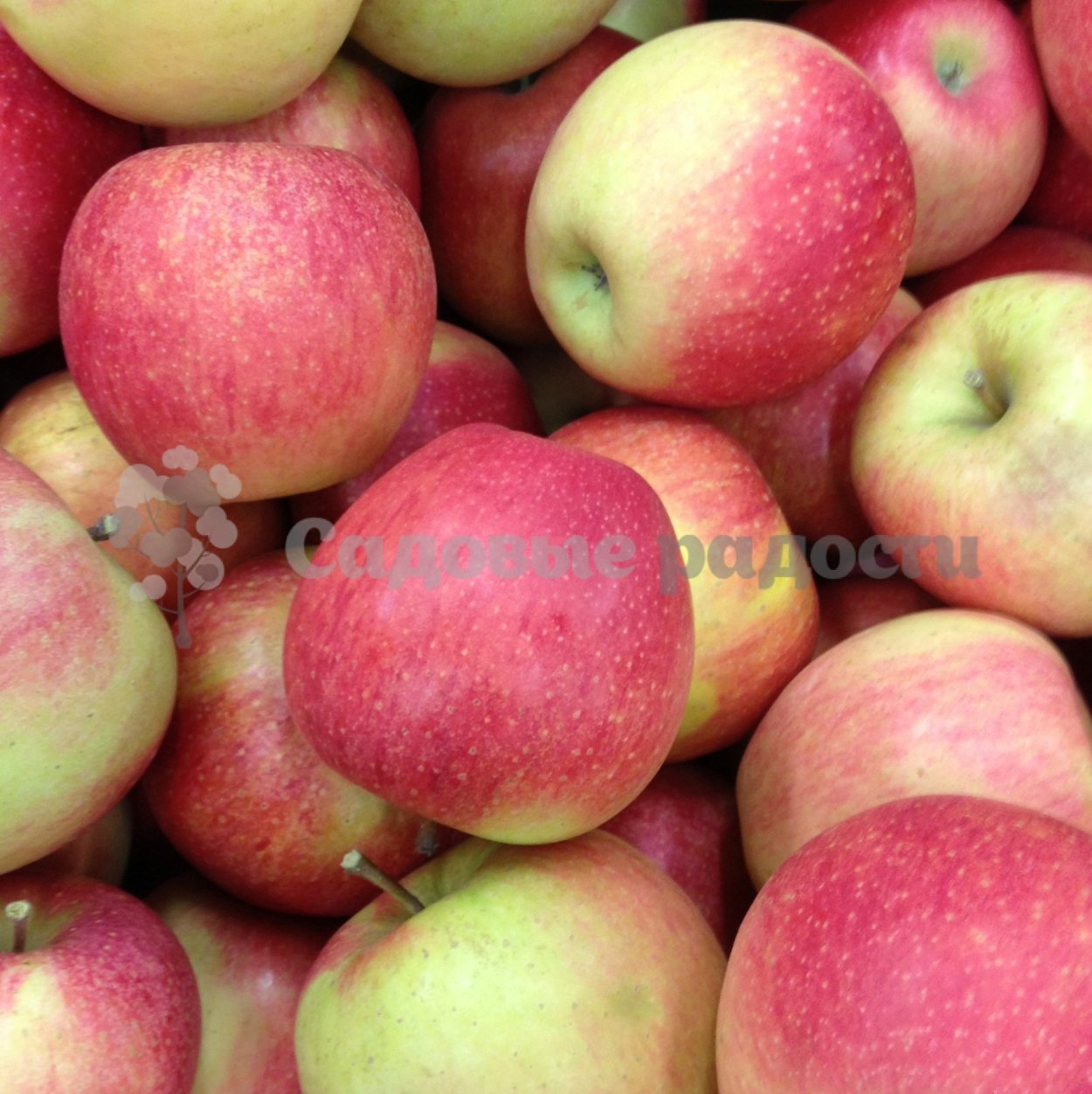 Яблоня ред Чиф