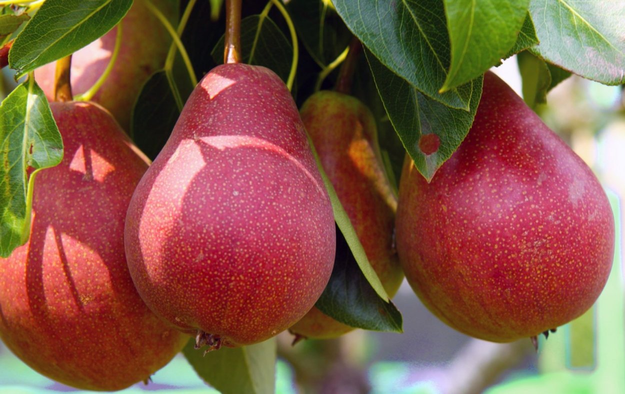 Айдаред и Гала