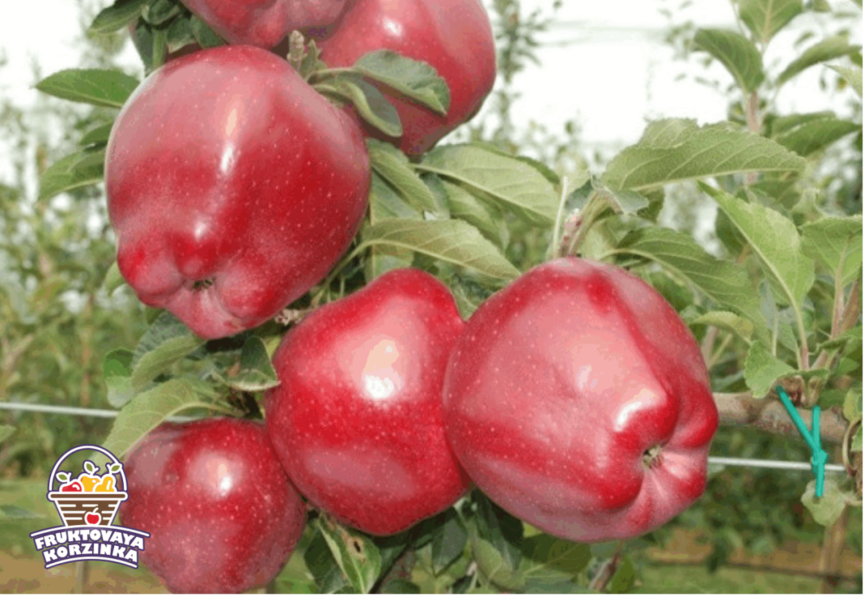 Яблоня супер Чиф