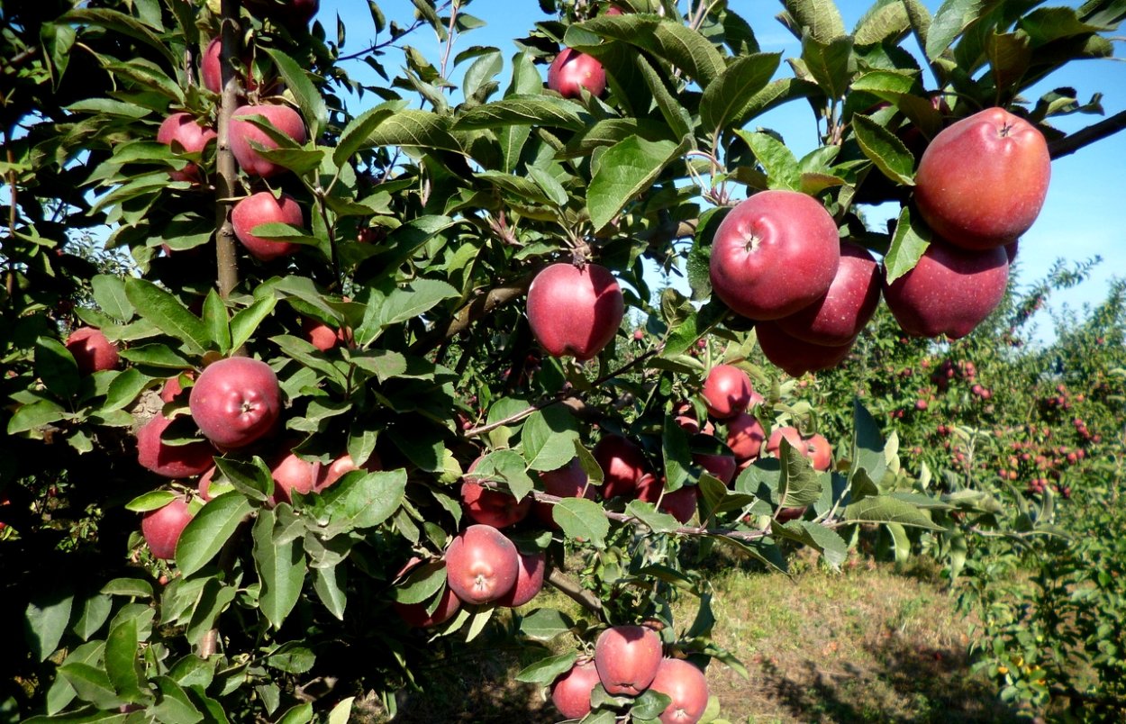 Яблоня ред кетти