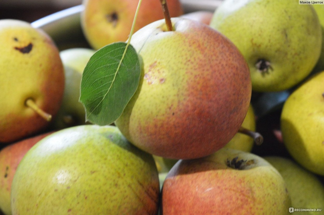 Сорт яблони Голден Делишес