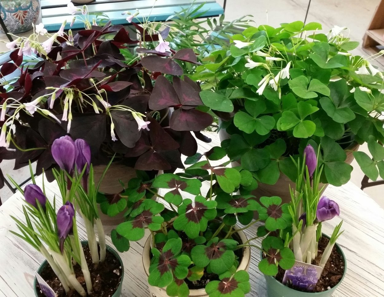 Кислица оксалис