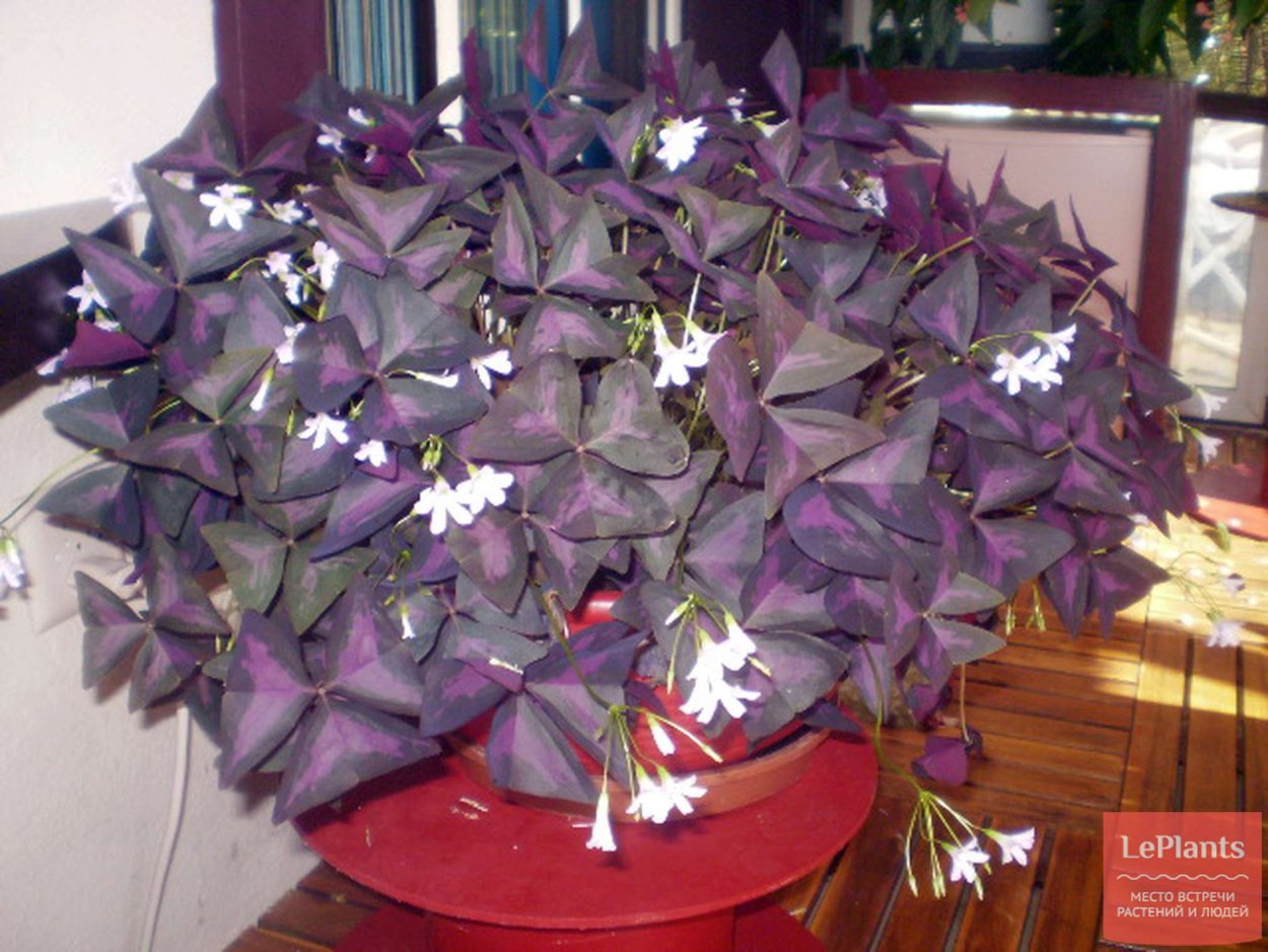 Кислица (оксалис) цветок