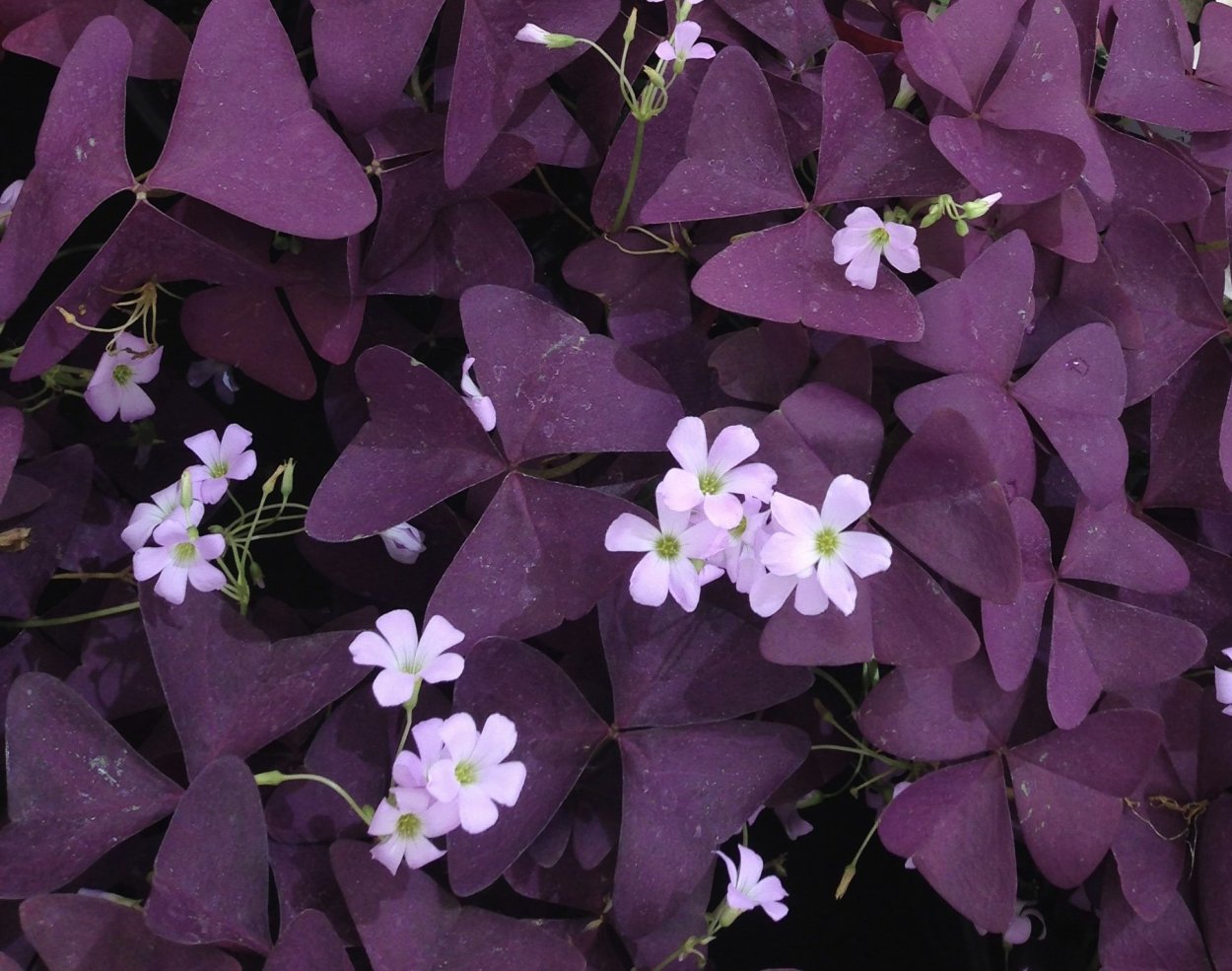 Оксалис Кислица треугольная бургунди