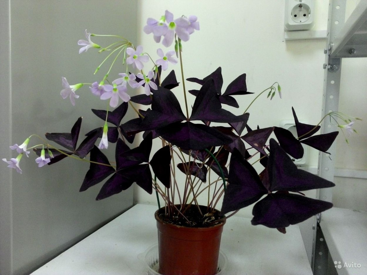 Оксалис Блэк вельвет