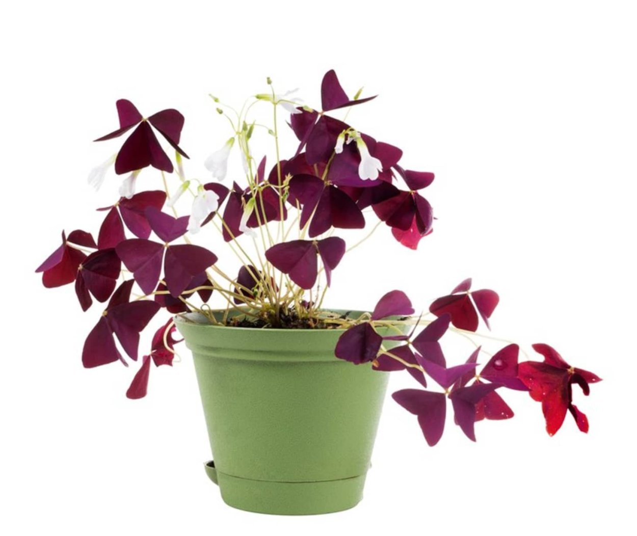 Оксалис фиолетовый