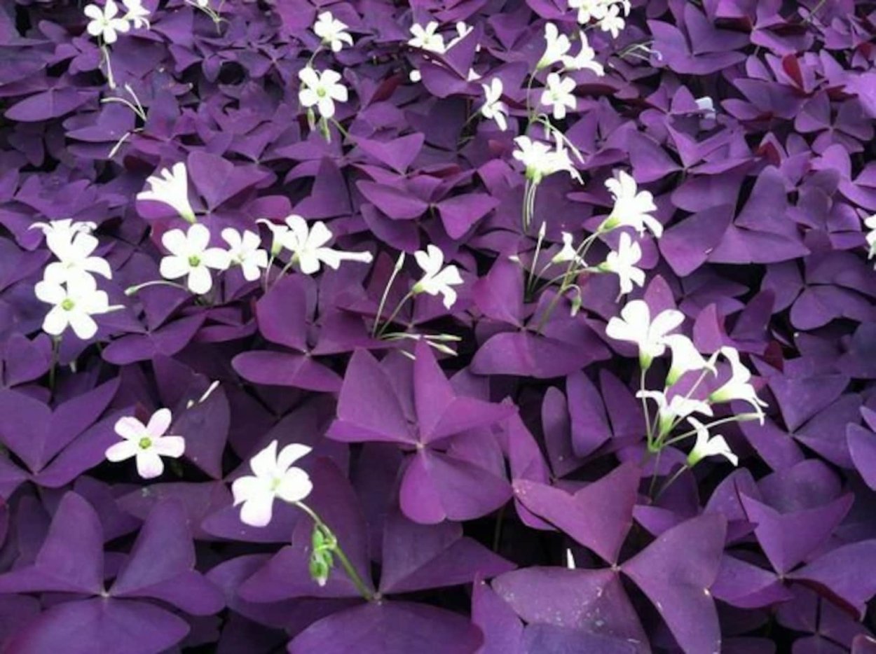 Кислица треугольная (Oxalis triangularis)