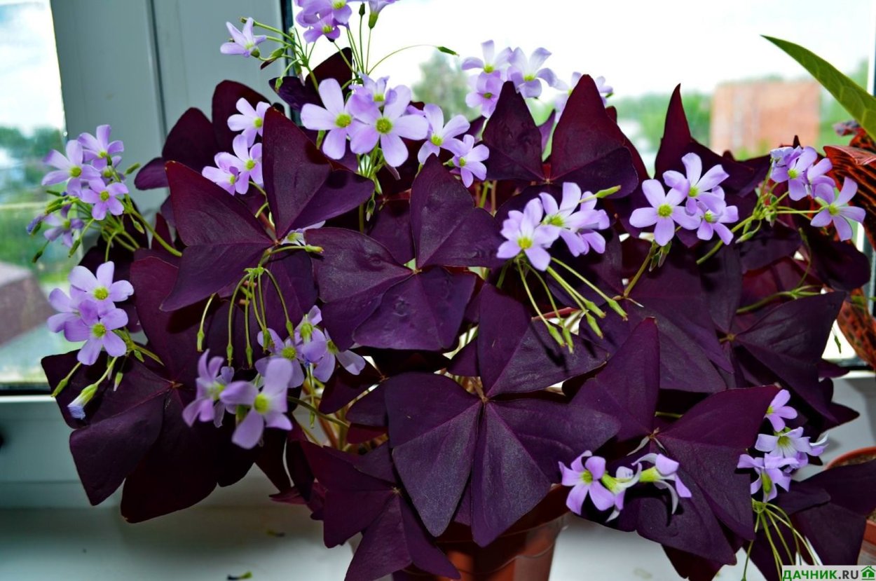 Оксалис Кислица треугольная