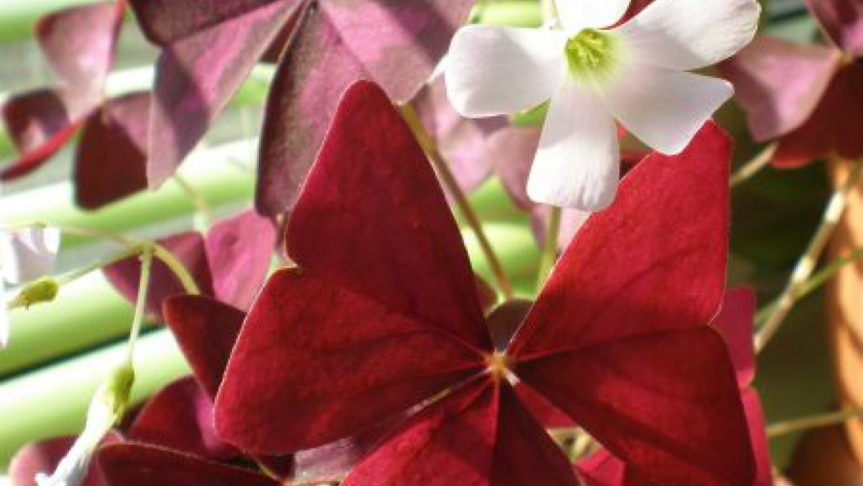 Оксалис Кислица треугольная