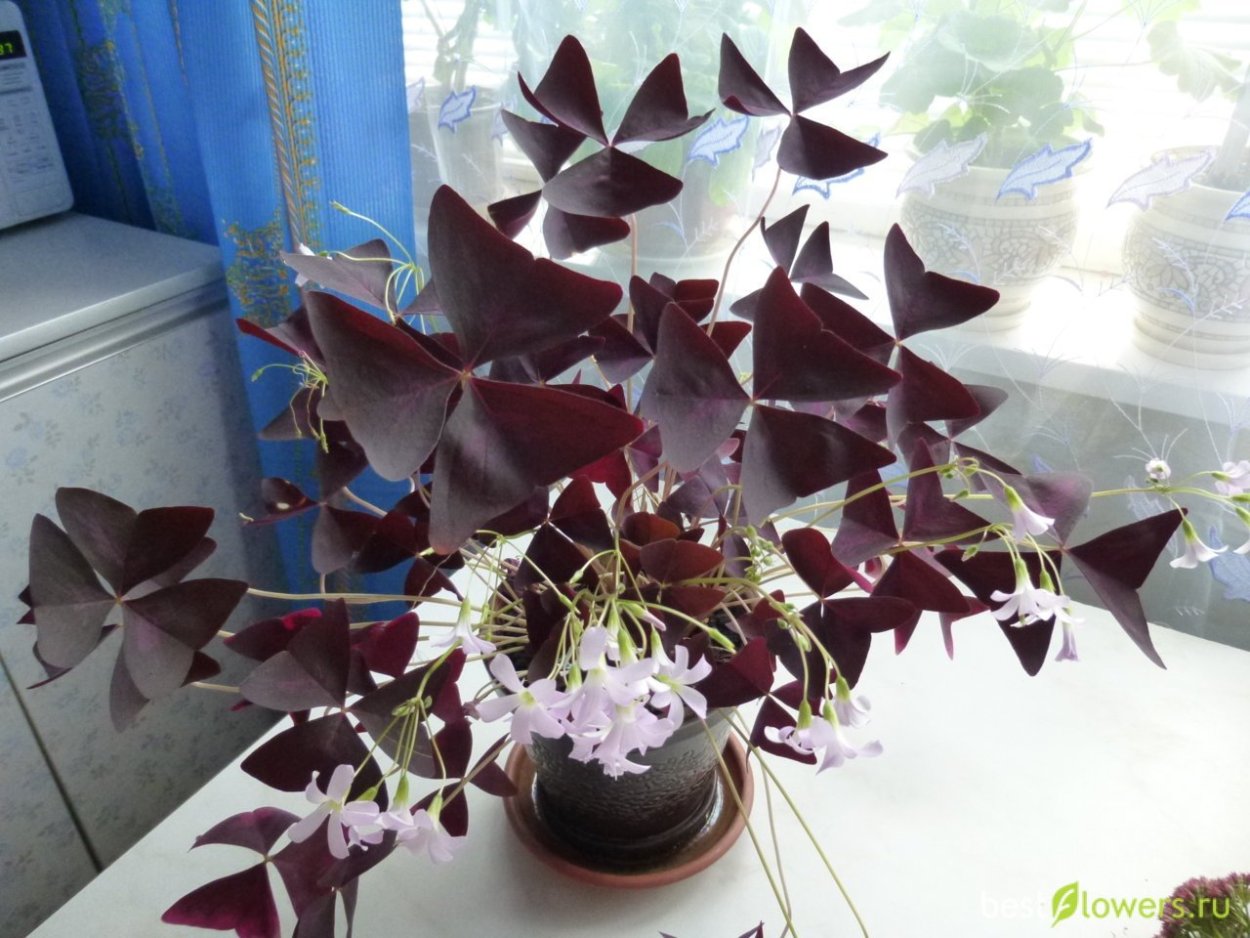 Оксалис махагони