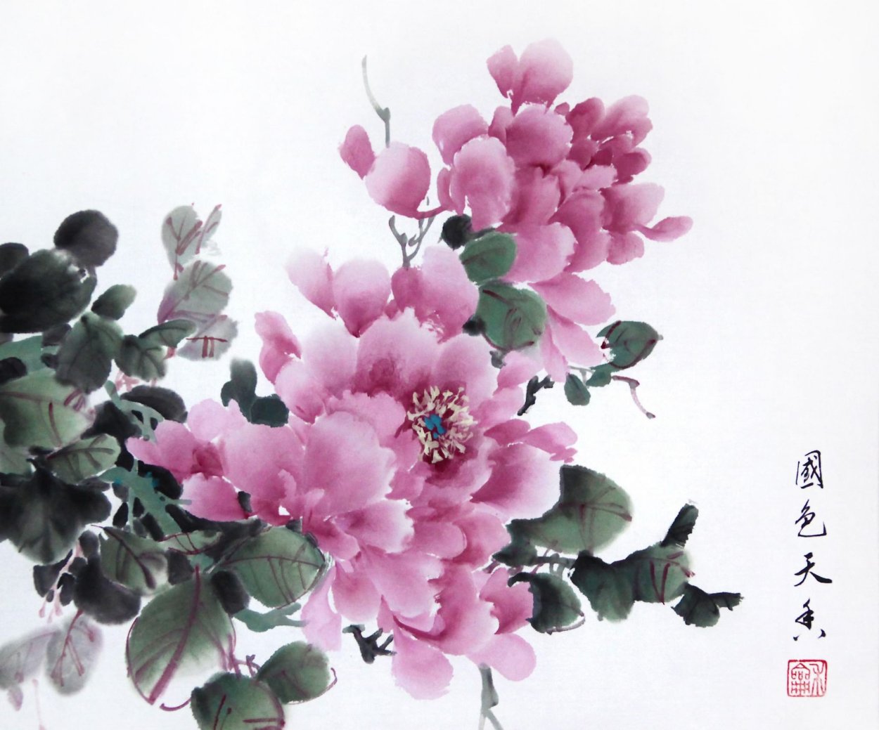 Пионы японские Хайго