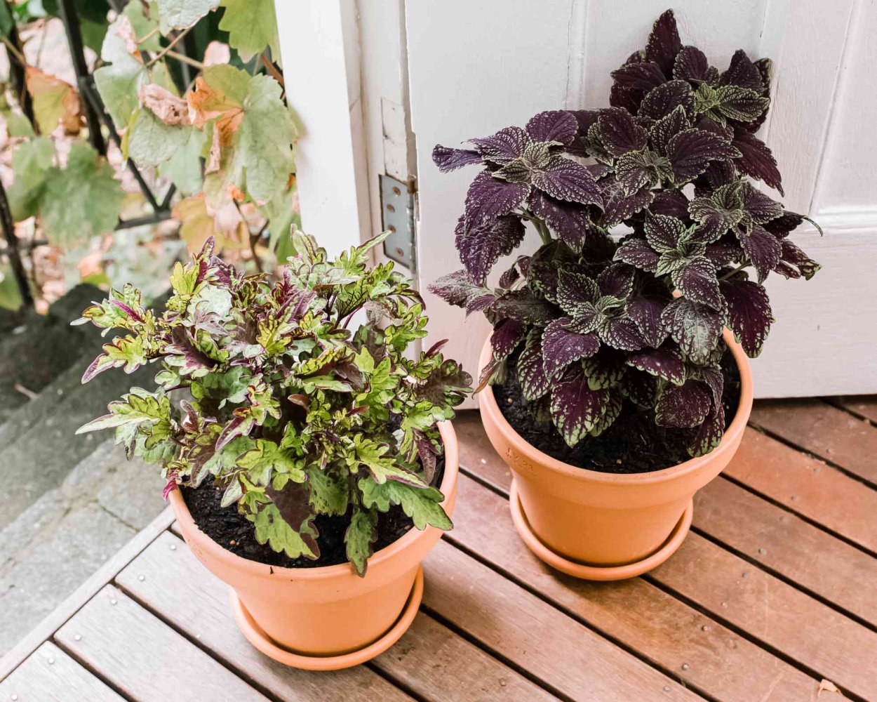 Coleus House Plant