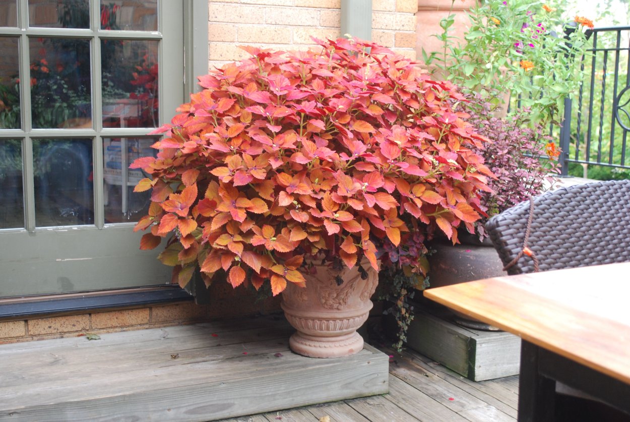 Колеус Coleus Sedona.