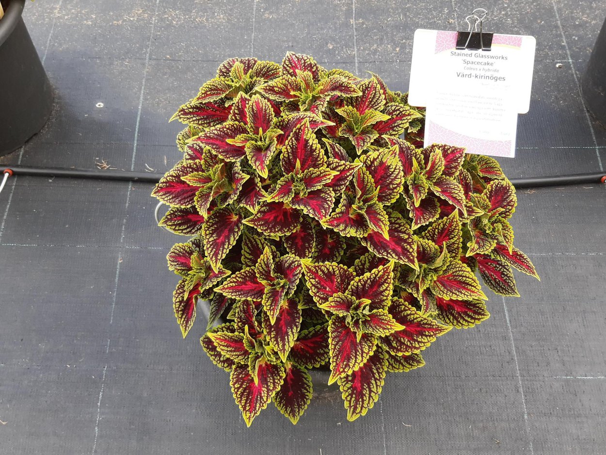 Колеус Emerald Dawn