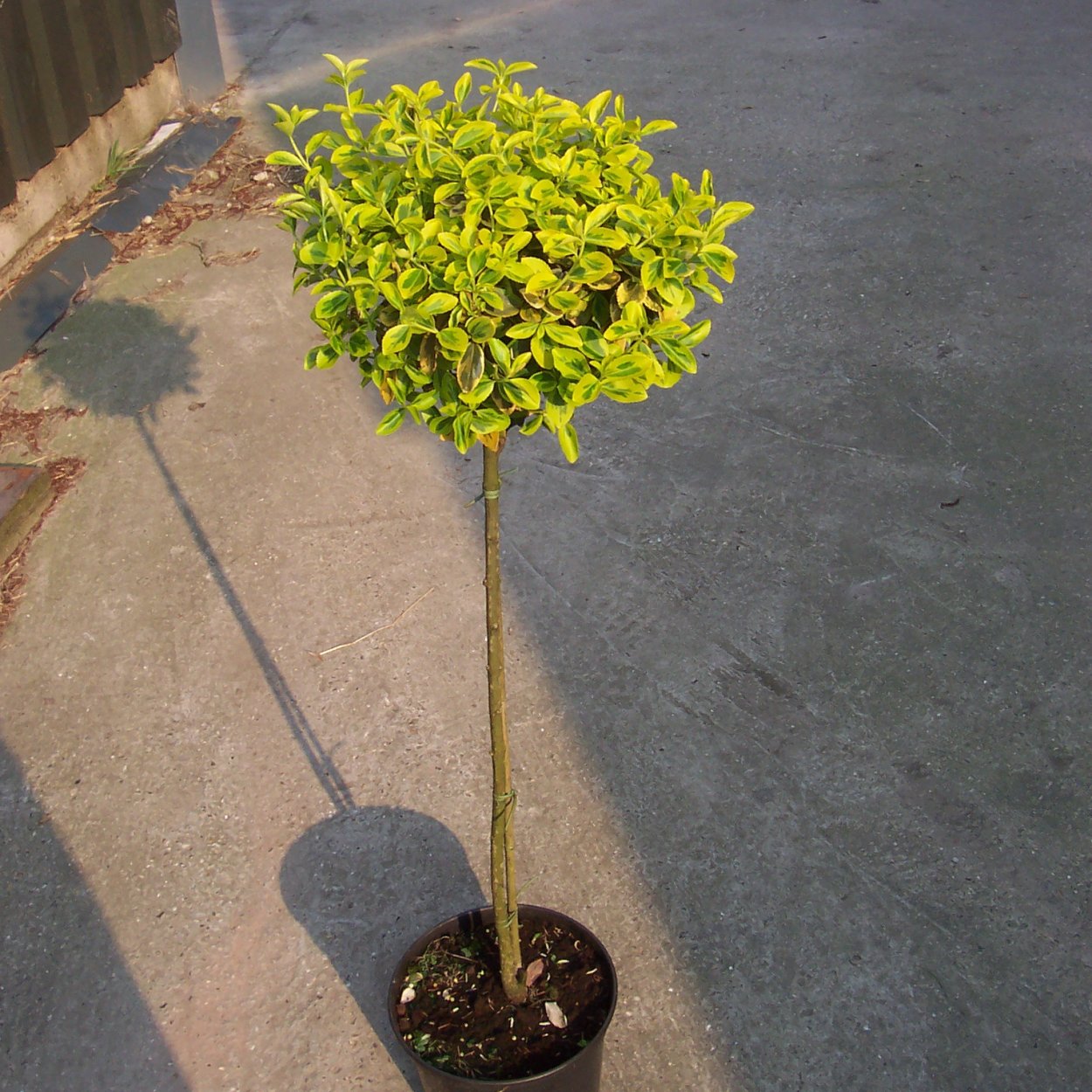 Бересклет Форчуна на штамбе