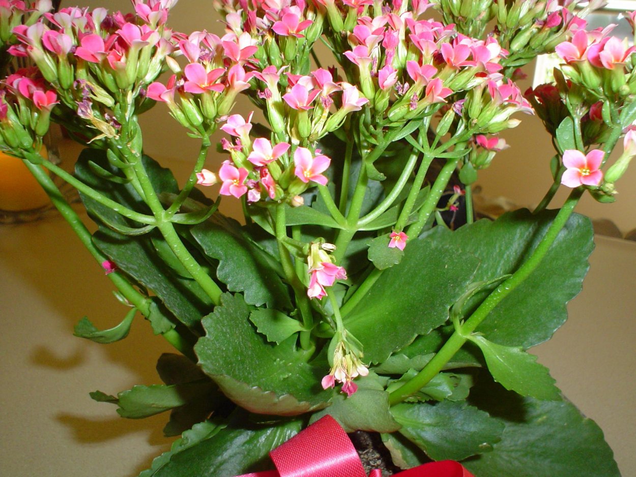 Комнатный цветок с мелкими цветочками