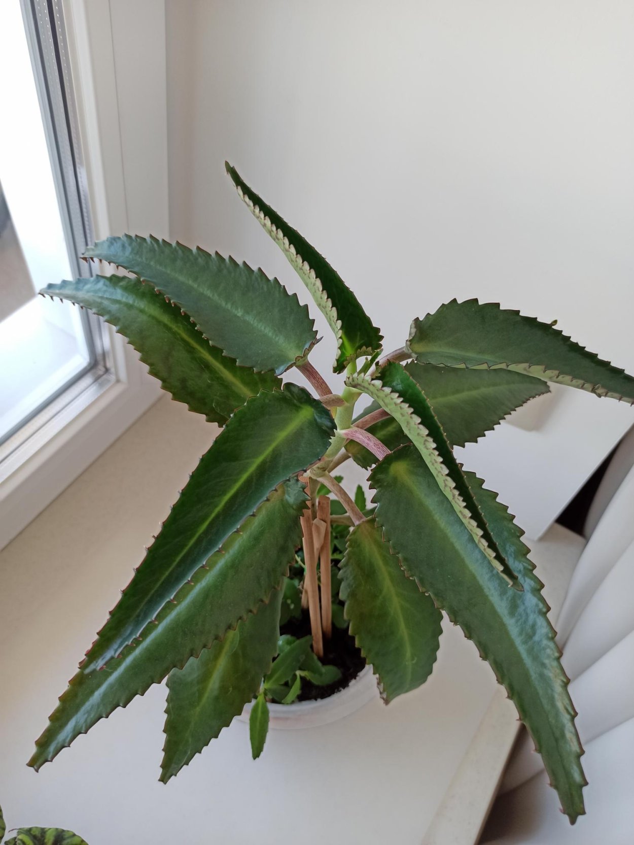 Каланхоэ пильчатолистное (Kalanchoe serratifolium)