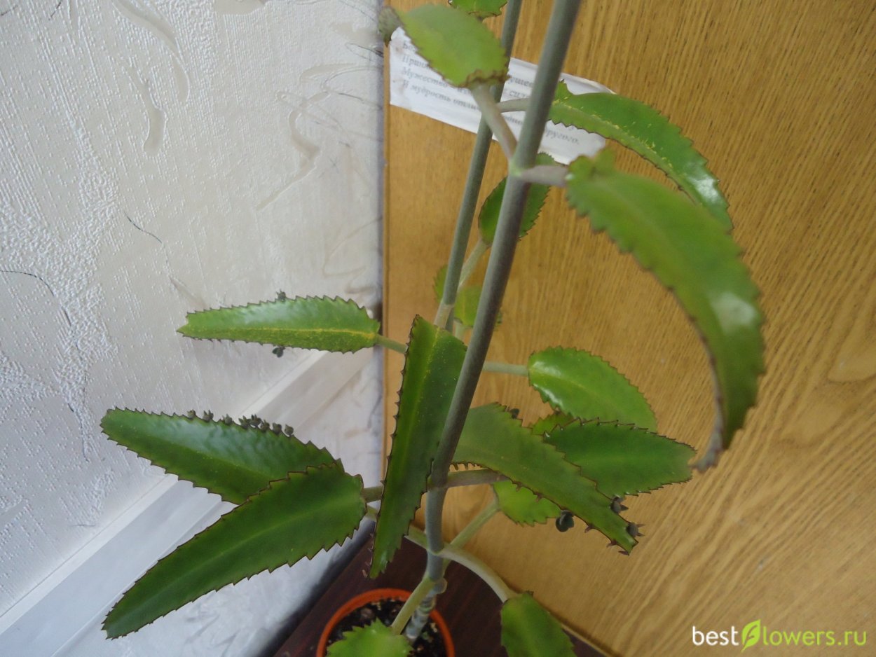 Каланхоэ Дегремона прищипка