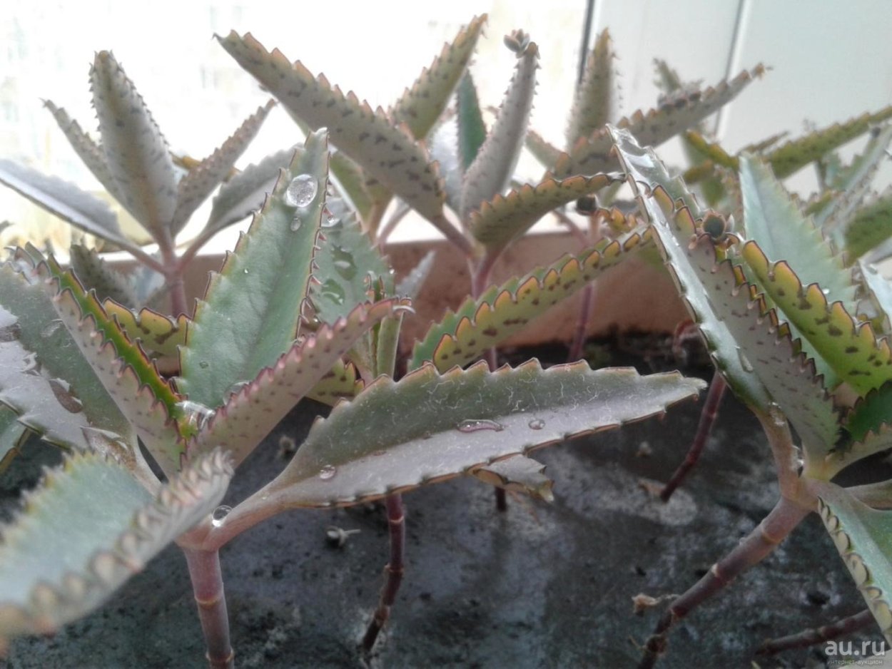 Каланхоэ Дегремона узколистная