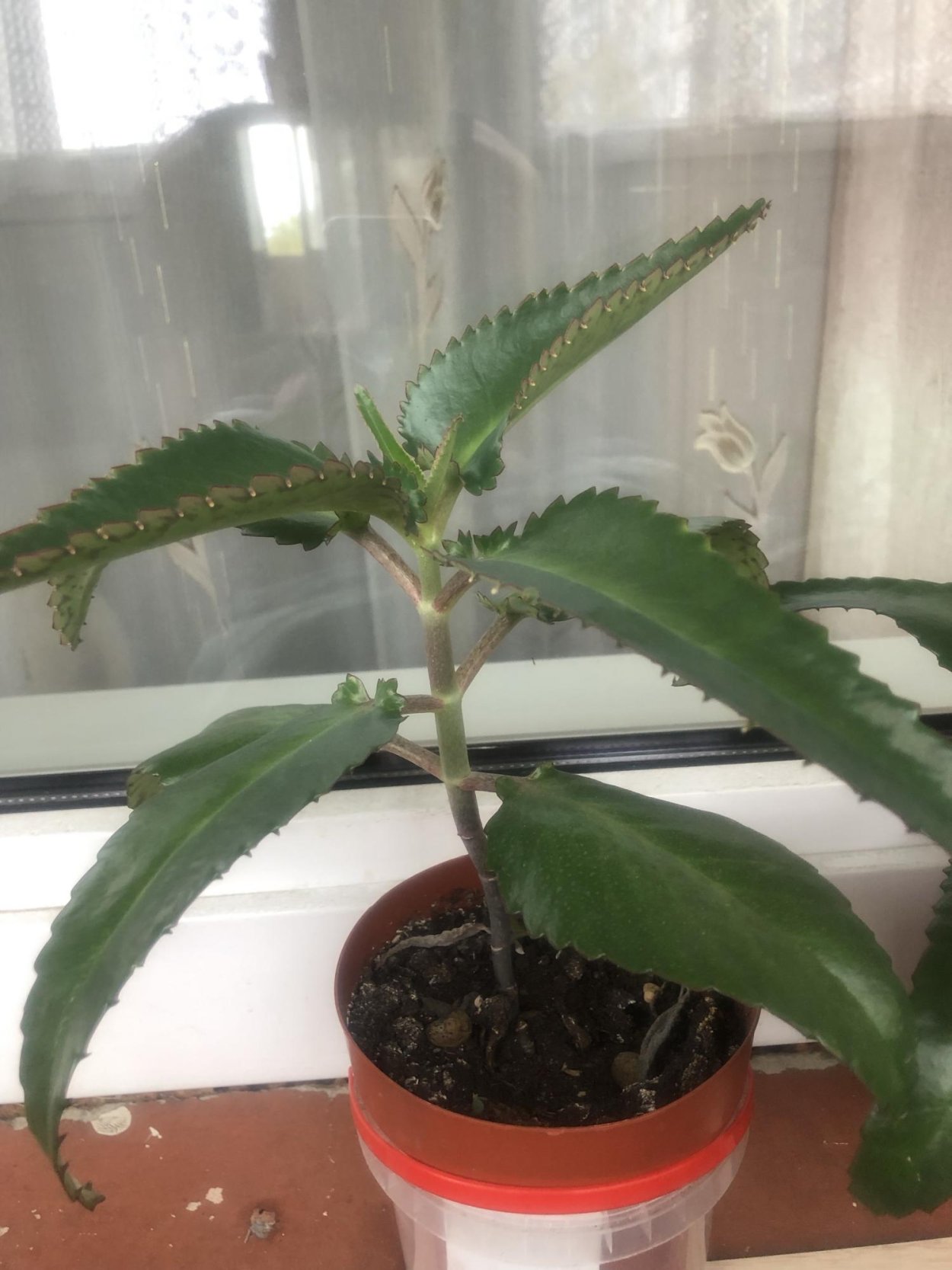 Дегремона цветение