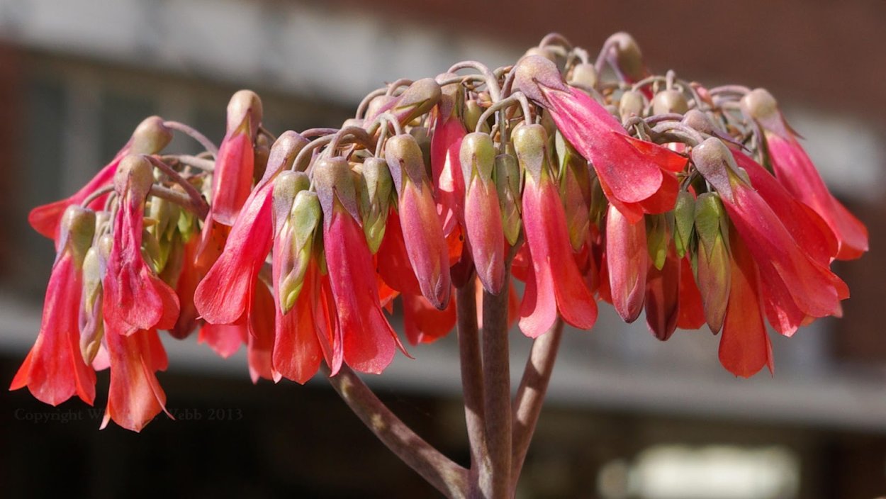 Каланхоэ колокольчик