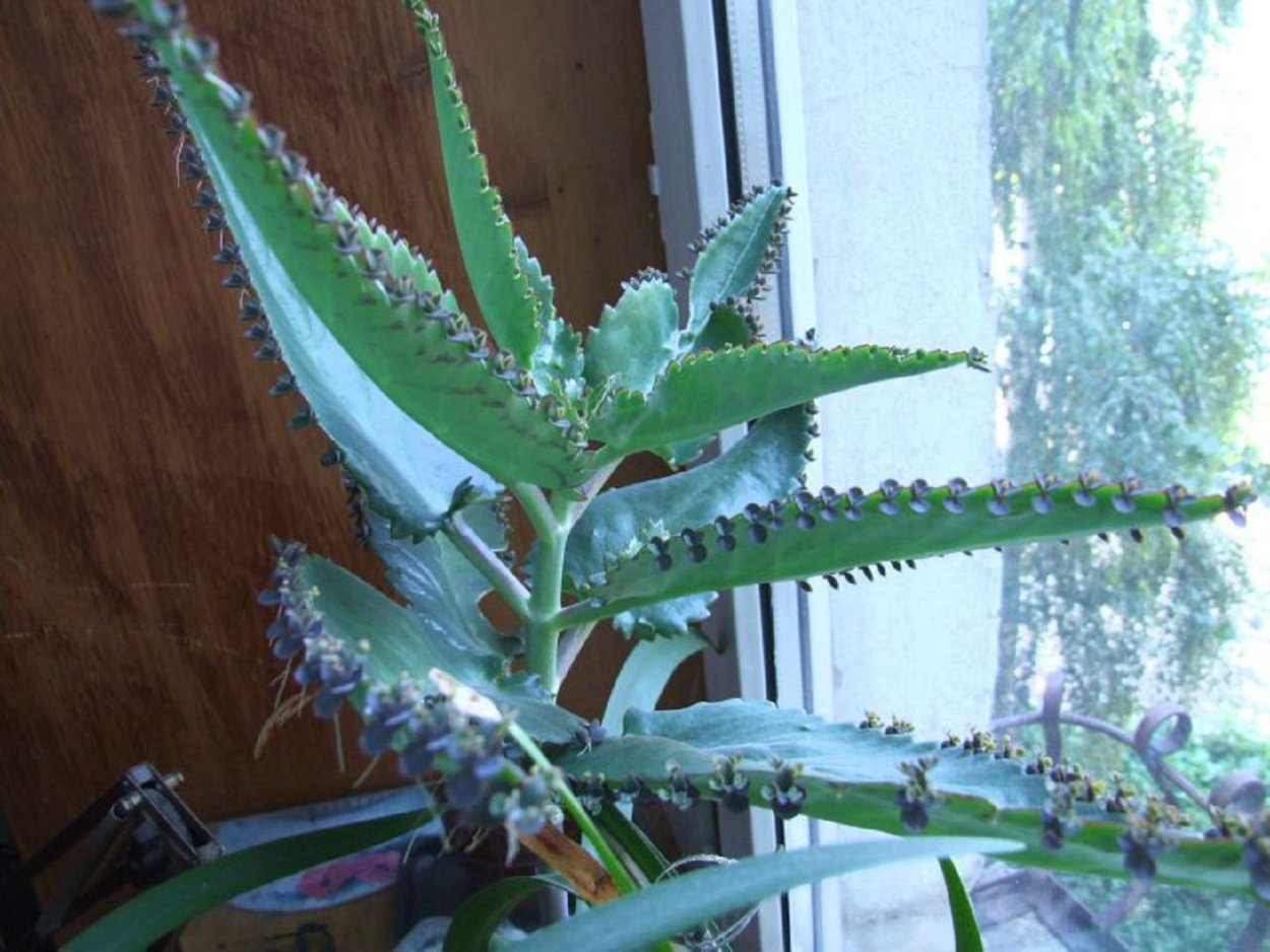 Каланхоэ пильчатолистное (Kalanchoe serratifolium)